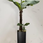 موز کاوندیش + گلدان فایبر گلاس استوانه ای (*)