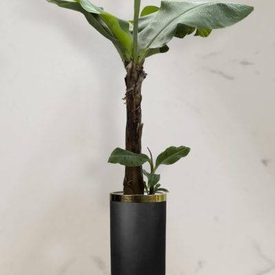موز کاوندیش + گلدان فایبر گلاس استوانه ای (*)