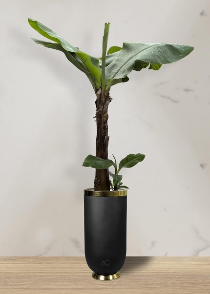 موز کاوندیش + گلدان فایبر گلاس استوانه ای (*)