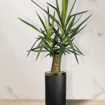 یوکا + گلدان فایبر گلاس استوانه ای (*)