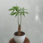 گل گیاه آپارتمانی پاچیرا گیاه پول