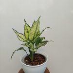 گل و گیاه آپارتمانی آگلونما برفی