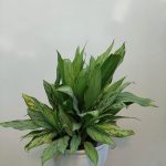 گل و گیاه آپارتمانی آگلونما رسمی