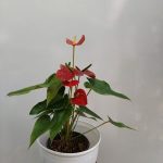 گل و گیاه آپارتمانی آنتریوم