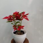 گل و گیاه آپارتمانی بنت قنسول