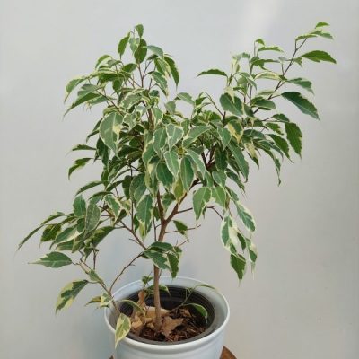 گل و گیاه آپارتمانی بنجامین ابلق