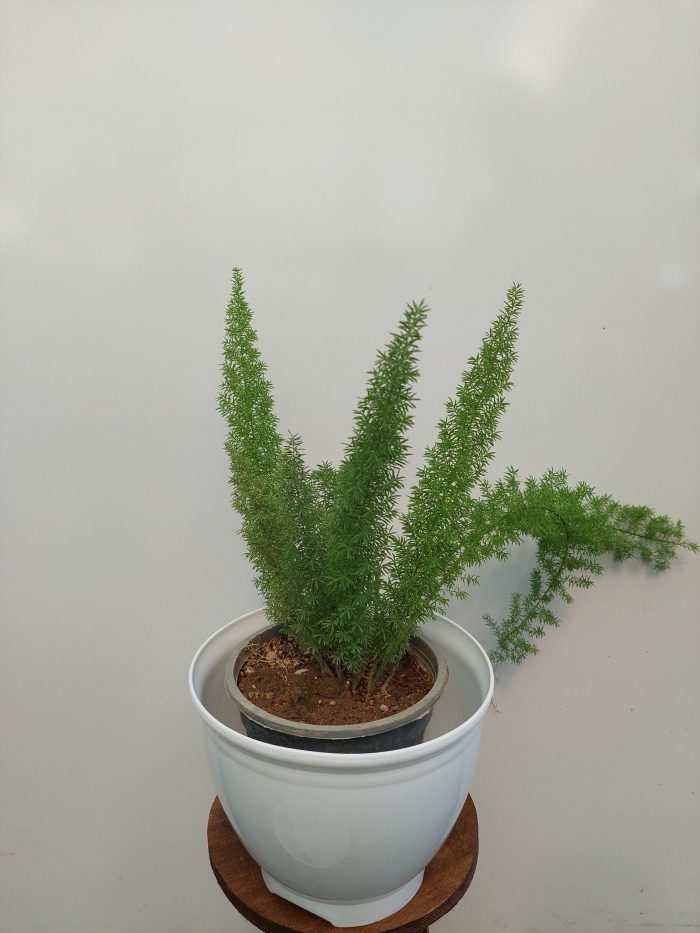 گل و گیاه آپارتمانی دم روباهی