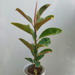 گل و گیاه آپارتمانی فیکوس ابلق