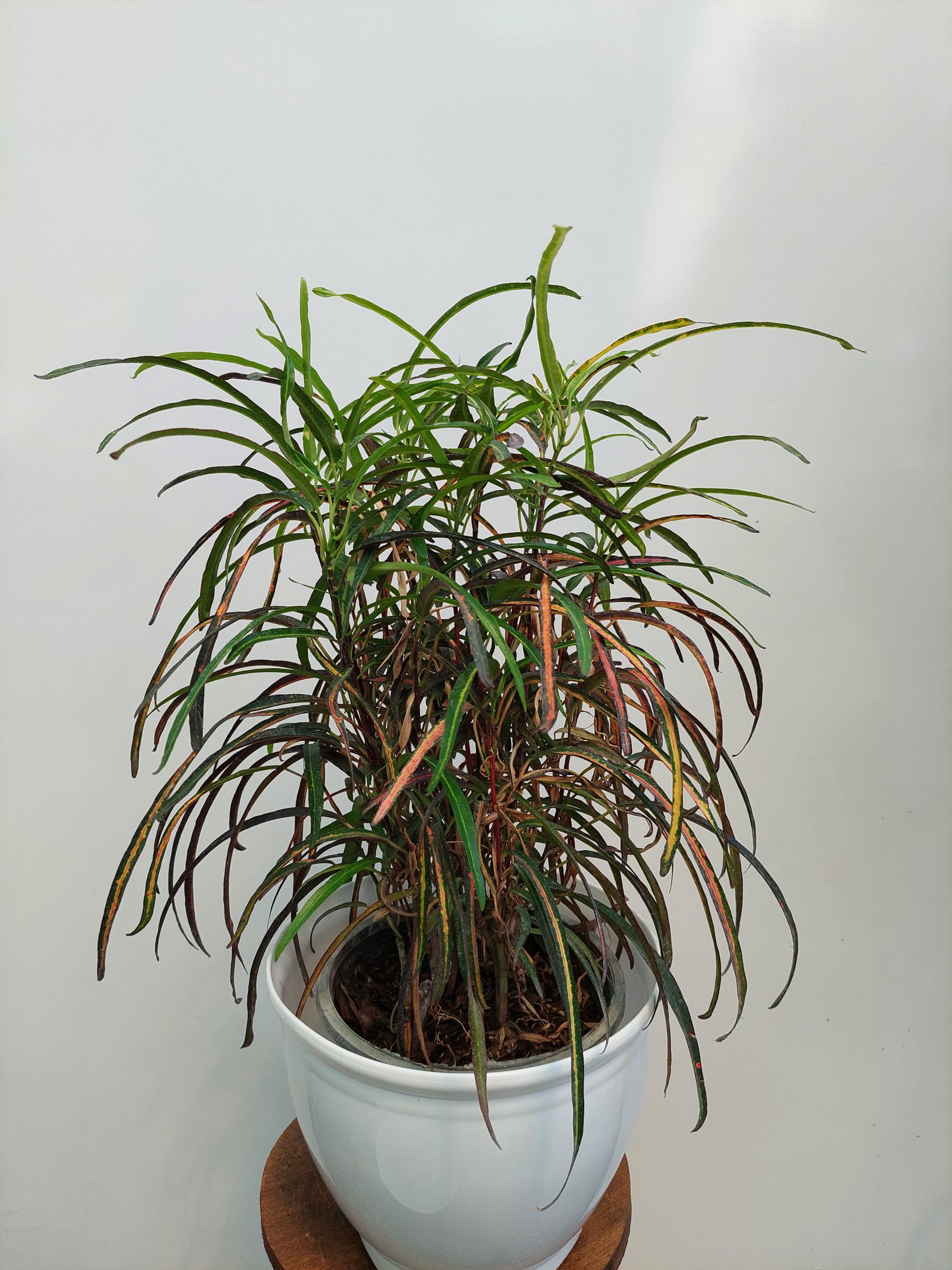 گل و گیاه آپارتمانی کروتون رشته ای