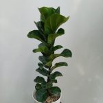 گل و گیاه آپارتمانی لیراتا مینیاتوری