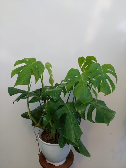 گیاه آپارتمانی برگ انجیری پنجه ای رومیزی