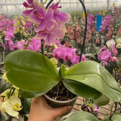 ارکیده معطر