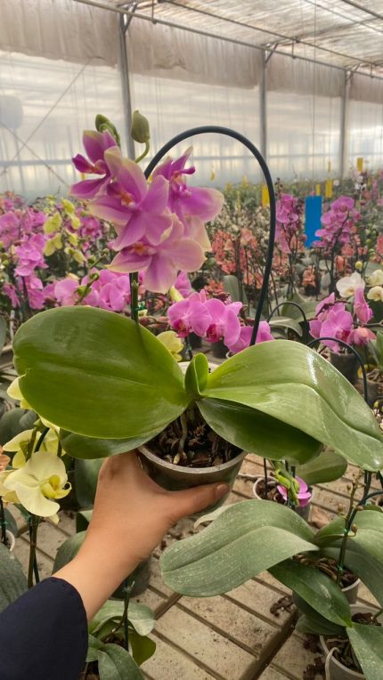 ارکیده معطر