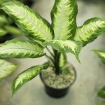دیفن کاملیا برگ مینیاتور سایز شانزده