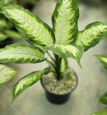 دیفن کاملیا برگ مینیاتور سایز شانزده