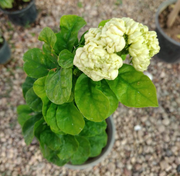 یاس عمامه ای