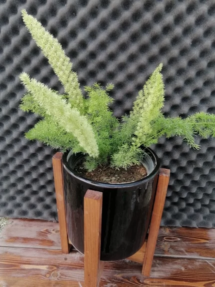 گیاه دم روباهی