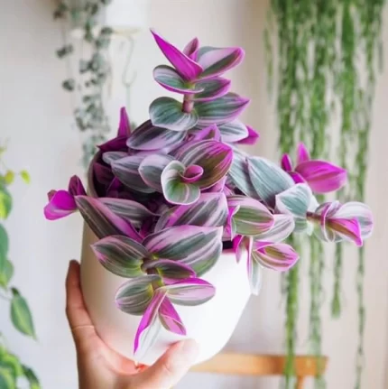 گیاه برگ بیدی نانوک