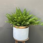 گیاه سرخس | لوکسی فلور