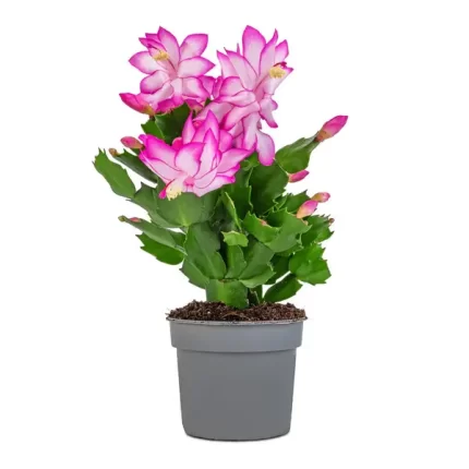 کاکتوس کریسمس بنفش