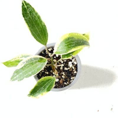 هویا ماکروفیلا 