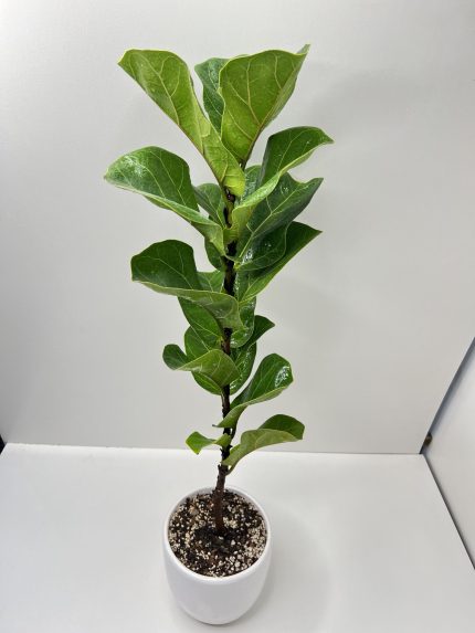 خرید گل و گلدان هدیه برای مربی ژیمناستیک 🌼🌱