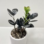 خرید گل و گلدان هدیه برای شرکت‌ها ??