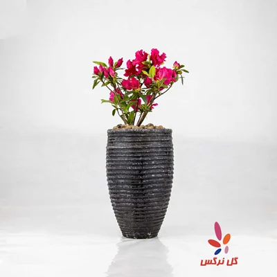 گلدان آزالیا سفید (سایز کوچک)
