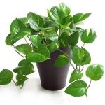 پوتوس آویز ابلق