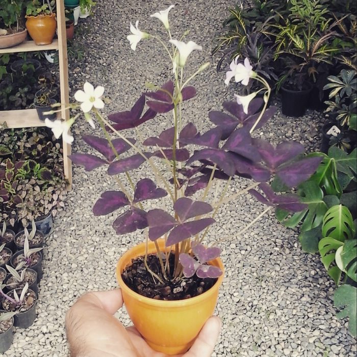گل اکسالیس
