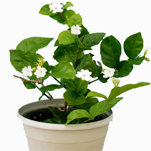 یاس رازقی