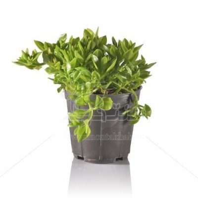 گیاه گلدار ناز یخی (سایز بندی)