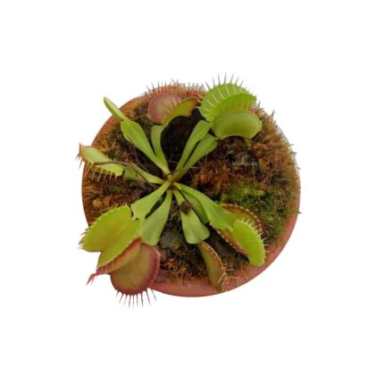 ونوس گوشت خوار سایز متوسط