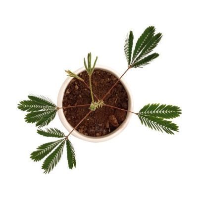 گل قهر و آشتی در گلدان سرامیکی طرح کاکتوس