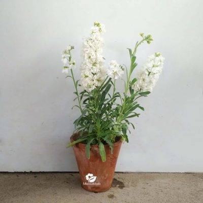 گل آپارتمانی یاس کبود