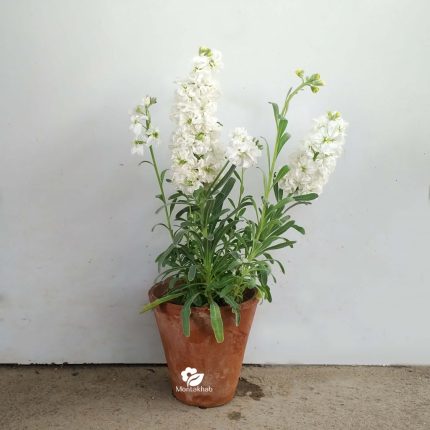 گل آپارتمانی یاس کبود