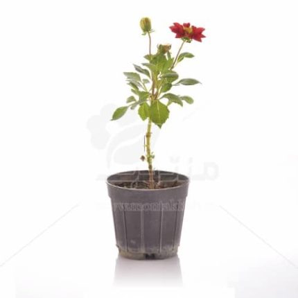 گل و گلدان طبیعی آپارتمانی در محله ابوذر