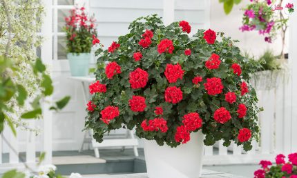 گل آپارتمانی چتری