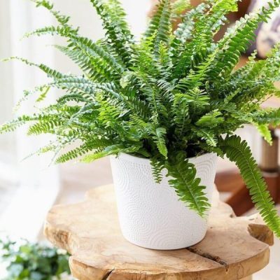 گل آپارتمانی تیفوس