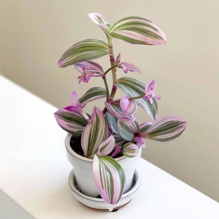 گل آپارتمانی برای تراس