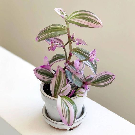 گل آپارتمانی برای تراس
