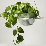 گل و گلدان طبیعی آپارتمانی در محله شهید اسدی