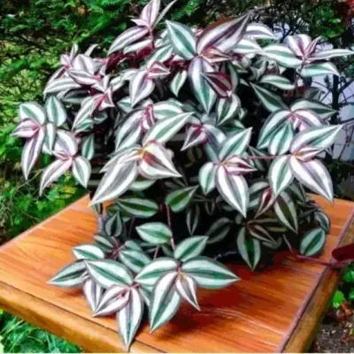 گل و گلدان طبیعی آپارتمانی در محله حر