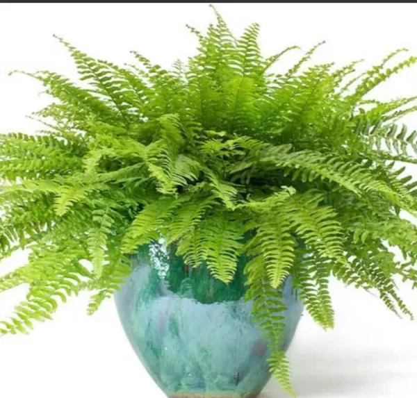 خرید گل و گلدان هدیه برای دختر ۳۰ ساله