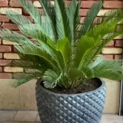 خرید گل و گلدان هدیه برای تولد پسر ۳۰ ساله