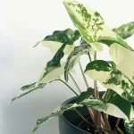 خرید گل و گلدان هدیه برای تولد پسر 3 ساله