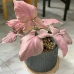 خرید گل و گلدان هدیه برای تولد برای دختر بچه 4 ساله ??