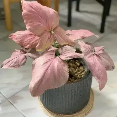 خرید گل و گلدان هدیه برای تولد برای دختر بچه 4 ساله ??