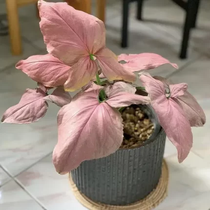 خرید گل و گلدان هدیه برای تولد برای دختر بچه 4 ساله 🌸🎉