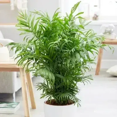خرید گل و گلدان هدیه برای بچه 7 ساله ?